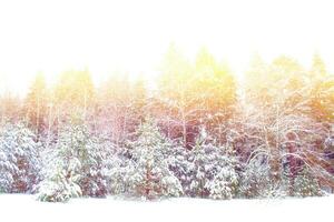 Landschaft. gefrorener Winterwald mit schneebedeckten Bäumen. foto