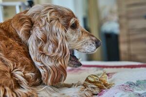 bezaubernd rot Cocker Spaniel Hund Essen ein Schwein Ohr während Lügen auf ein Bett foto