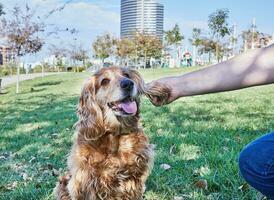 amerikanisch Cocker Spaniel genießen ein gemächlich gehen im ein Grün Park mit seine Inhaber foto