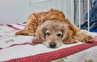 bezaubernd Cocker Spaniel Hund mit ein traurig aussehen Lügen auf ein rot Bett foto