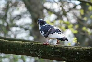 sehr süß Tauben beim lokal Öffentlichkeit Park von England foto