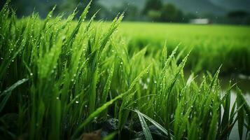 ai generiert Grün Reis Felder im das regnerisch Jahreszeit schön natürlich Landschaft foto