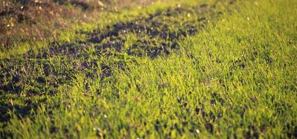 Fragment von ein Feld mit jung Weizen Sprossen im das früh Morgen foto