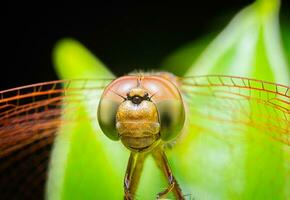 Nahansicht oder Makro Foto von ein Libelle. Insekt Foto. Insekt Leben im Natur thront auf ein Blatt. Libelle Spezies. Gitter gemustert Augen