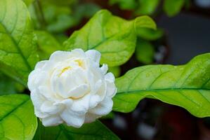 überlappend Jasmin Blumen während Knospen, Vor Blühen. Weiß arabisch Jasmin Blume, Makro Stil, verschwommen Grün Blatt Hintergrund, aus von Fokus. foto