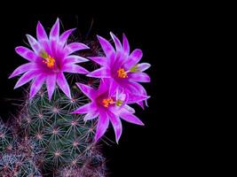 Mammillaria Benneckei, ein Art von Kaktus mit Haken Stacheln Dort ist ein knollig Vermehrung. Büschel zusammen in ein Gruppe. Blühen Blumen sind Rosa Kaktus Blumen. foto