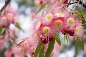 ai generiert schön Gummi Baum Rosa Blumen und Knospen. ai generiert foto