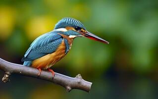 ai generiert das verbreitet Eisvogel Feuchtgebiete Vogel farbig Gefieder von anders Vögel. generativ ai foto