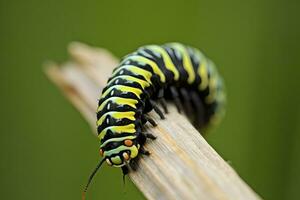 ai generiert Raupe Schwalbenschwanz Schmetterling. generiert ai. foto