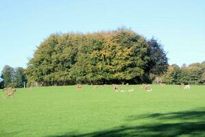 ein Aussicht von etwas Hirsch im das wild im Cheshire foto