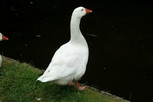 ein Aussicht von ein Weiß Gans foto