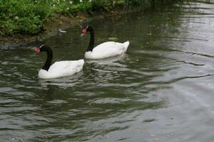 ein Aussicht von ein schwarz Hals Schwan auf das Wasser foto