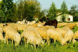 ein Herde von Schaf Weiden lassen im ein Feld foto