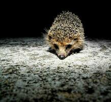 ein Igel ist Gehen auf das Boden beim Nacht foto