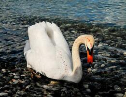 ein Weiß Schwan ist im das Wasser foto