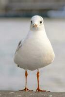 Möwe Vogel oder Seevogel Stehen Füße auf das Themse Fluss Bank im London, schließen oben Aussicht von Weiß grau Vogel Möwe foto