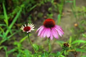 Echinacea purpurea. ein klassisch Norden amerikanisch Prärie Pflanze mit auffällig groß Blumen. foto