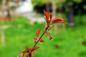 Sakura oder Prunus serrulata im früh Frühling. jung schießt und Blumen. foto