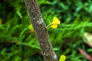 Ginkgo Baum im Herbst. Gelb Blätter auf Baum Geäst gegen das Himmel. Veränderung von Jahreszeit im Natur foto