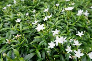 Hintergrund von klein Grün Blätter mit wenige schön Weiß Blumen. frisch Jasminum Grandiflorum im das Garten foto