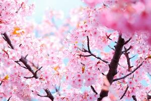 weicher fokus der schönen kirschblüte mit dem verblassen in pastellrosa sakura-blume, volle blüte eine frühlingssaison in japan foto