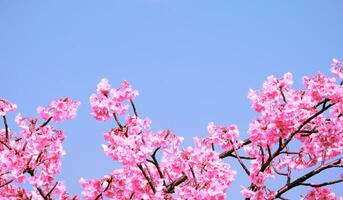 schöne rosa kirschblüten sakura mit erfrischung am morgen auf hintergrund des blauen himmels in japan foto