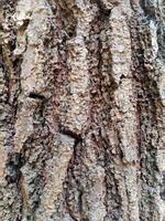 das Hintergrund von das Rinde Muster von das Baum welche ist erstellt durch Natur foto