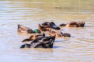 Enten auf der Suche nach natürlichem Leben auf Reisfeldern. foto