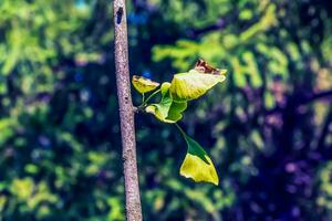 Ginkgo Baum oder Ginkgo biloba oder Ginkgo mit hell Grün Neu Blätter. foto