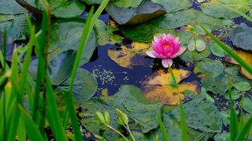 Rosa Seerose oder Nymphaeaceae schwimmen auf einem Teich foto