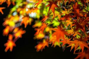 das Detail von rot Blatt Ahorn auf dunkel Hintergrund. das Brunch von rot Ahorn Baum im Herbst Jahreszeit. das Beleuchtung und Schatten reflektieren zu rot Klinge mit Blatt und Nebenblatt. foto