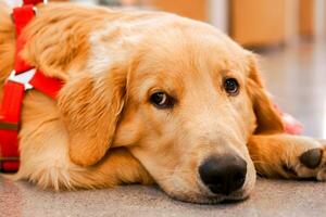 Nahansicht Gesicht von bezaubernd golden Retriever Lügen auf das Fußboden im das Haus. foto