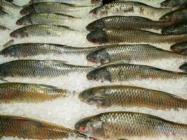 ein viele von frisch Fisch Verlegung gefüttert oben auf Eis zum Verkauf im frisch Markt. foto