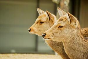 Nahansicht und neben von Gesicht zwei Damhirschkuh jung Hirsch im Nara Park Bereich, Nara Präfektur, Japan. foto