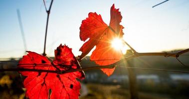 Herbst orange und rote Blätter foto