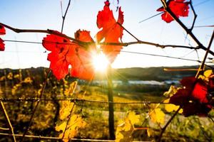 Herbst orange und rote Blätter foto