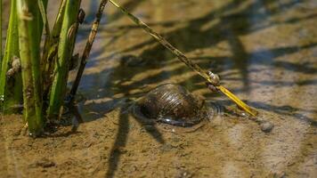 Reis Feld Schnecken Das Leben im Wasser Schlamm foto