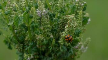 ein Marienkäfer im ein Grün Garten foto