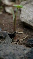 Baby Taro Pflanzen wachsend im das wild foto