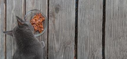 Banner mit einer süßen Hauskatze, graues russisches Blau isst Geleefutter in einer Glasplatte als Haustierfleisch auf der Hausterrasse mit Kopienraum für Text. foto