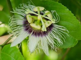 schließen oben von das Leidenschaft Obst Blume. foto