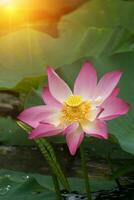 schöne rosa Lotusblume foto