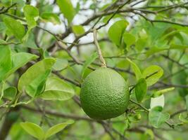 ein Limette Obst auf Baum foto