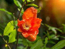 das Blume von Granatapfel Frucht. foto