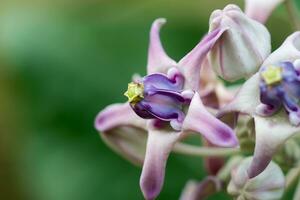 schließen oben von violett Krone Blume. foto