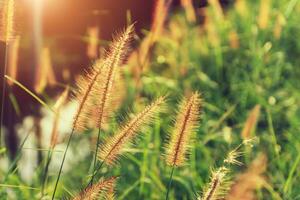 Blume Gras im das Sonnenuntergang. foto