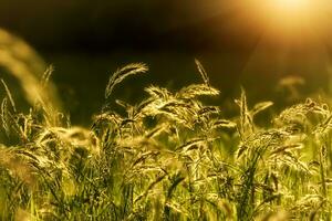 Blumen Gras mit Licht. foto