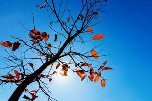 rot Blätter auf Bäume im Herbst mit Himmel und Sonne. foto