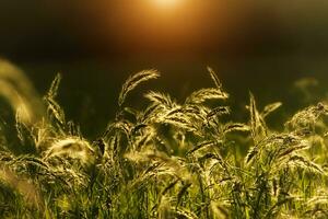 Blumen Gras mit Sonnenlicht Hintergrund. foto