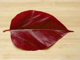 schließen oben ein rot Blatt auf Holz. foto